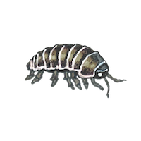 A Day of Animal Crossing in Real Life